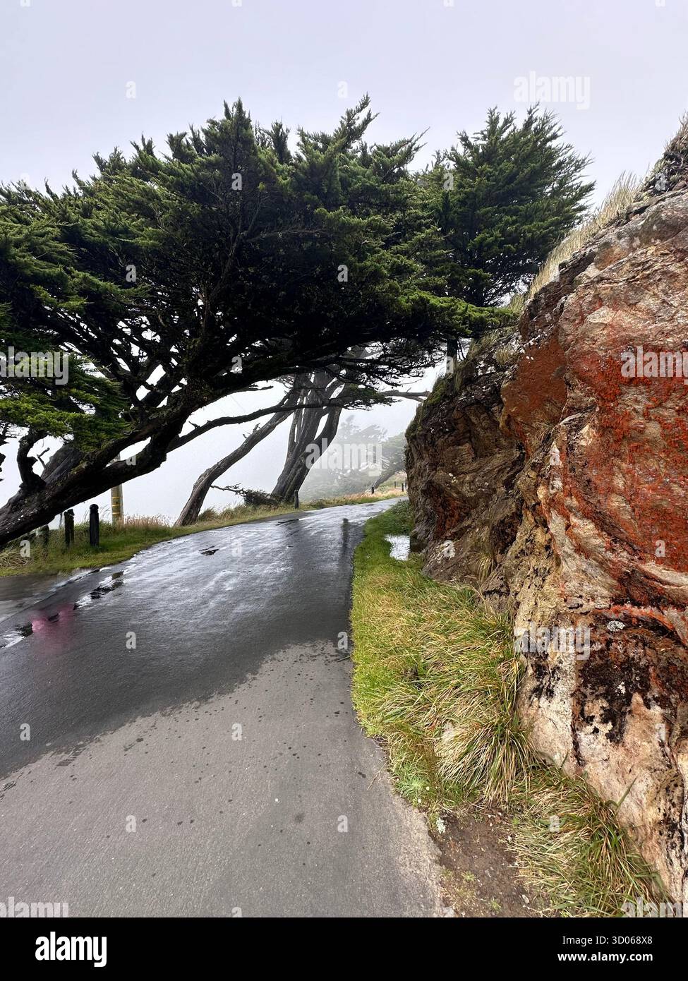 Windswept Cypress Trees in Fog – Point Reyes, California - Smartphone Captured Stock Image