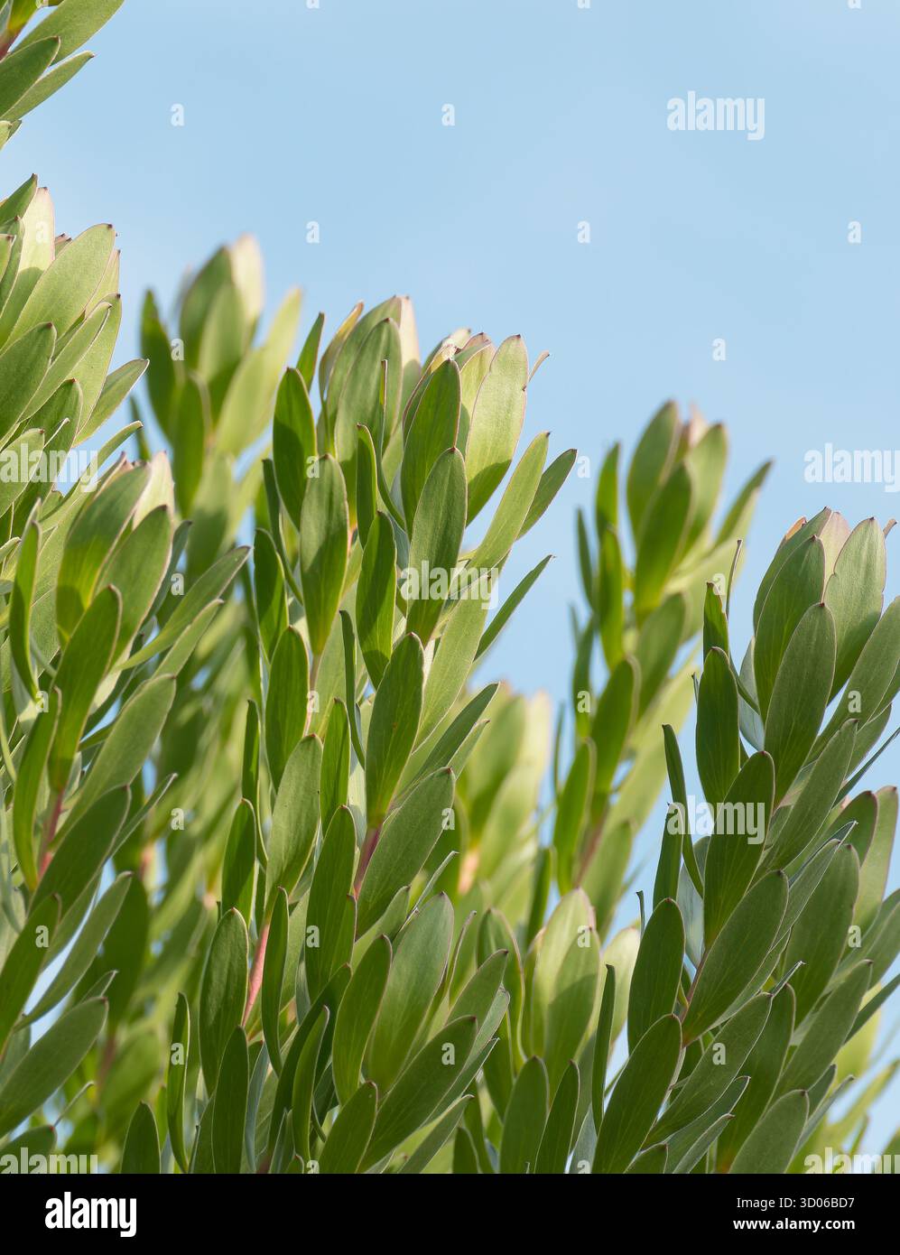 Leucadendron shrub thriving in sun with a clear blue sky showing vibrant green foliage in natural light Stock Photo