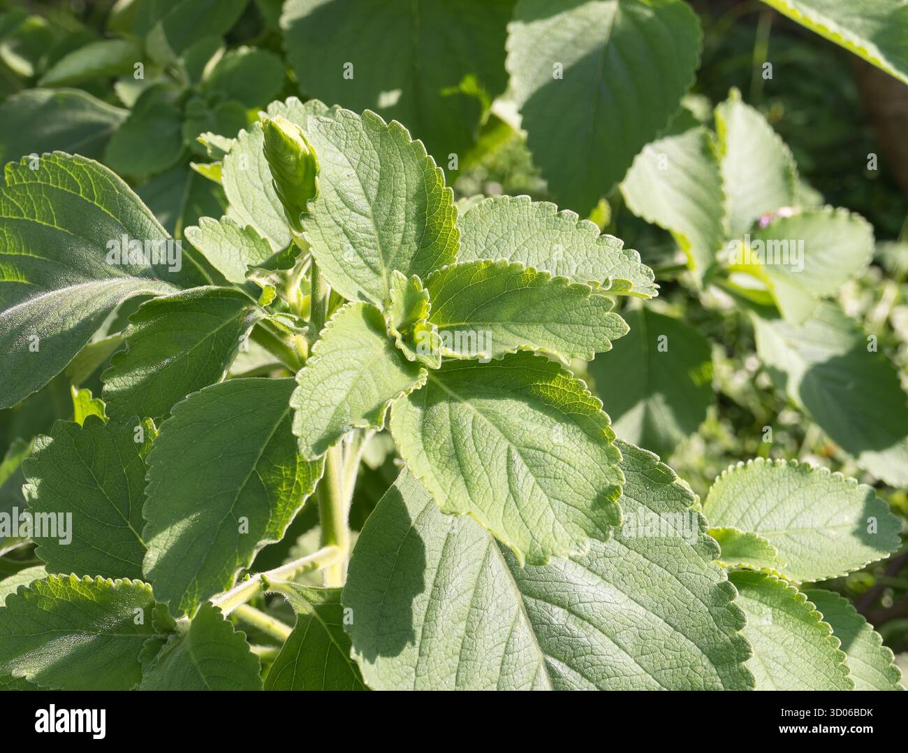 black peppercorn plant Black Pepper Plant  Grow Fresh Peppercorns at Home
