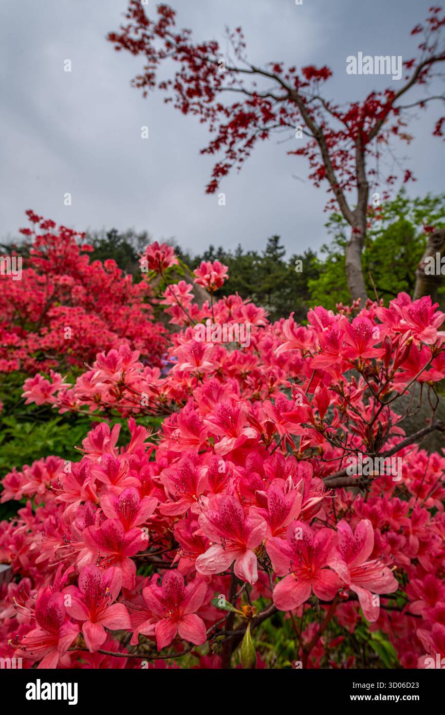 Close up on azalea or rhododendron flowers in Dazhu Mountain Scenic Area in  Qingdao Shandong Province, China Stock Photo - Alamy
