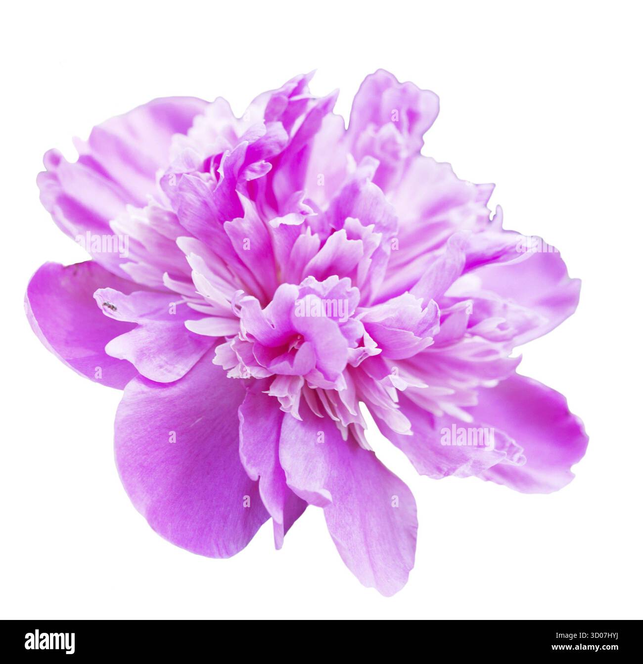 Pink peony isolated on white background Stock Photo - Alamy
