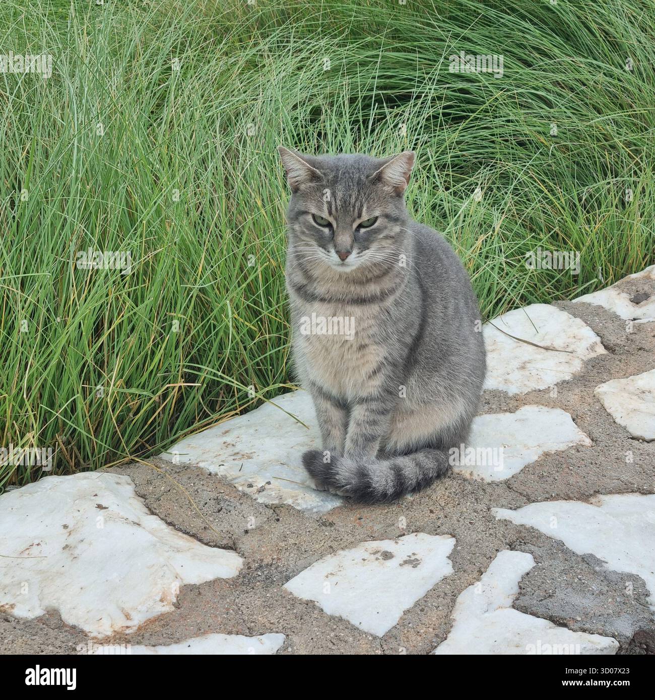 Cat in Athens Greece - Smartphone Captured Stock Image