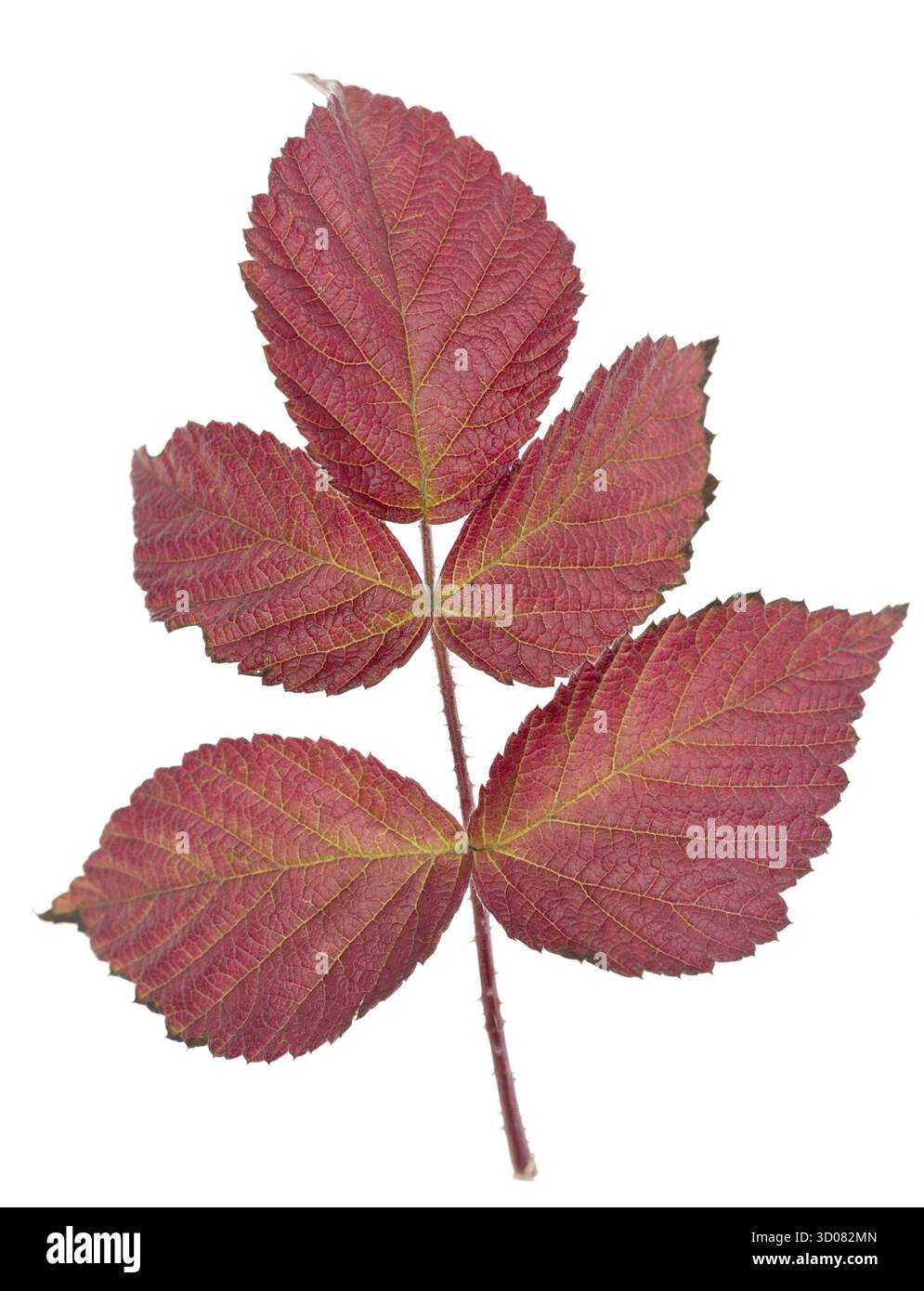 Autumn raspberry leaf isolated on white background Stock Photo