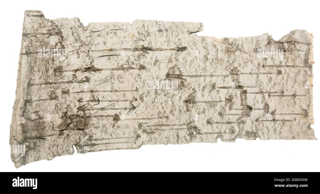 Birch bark isolated on white background Stock Photo