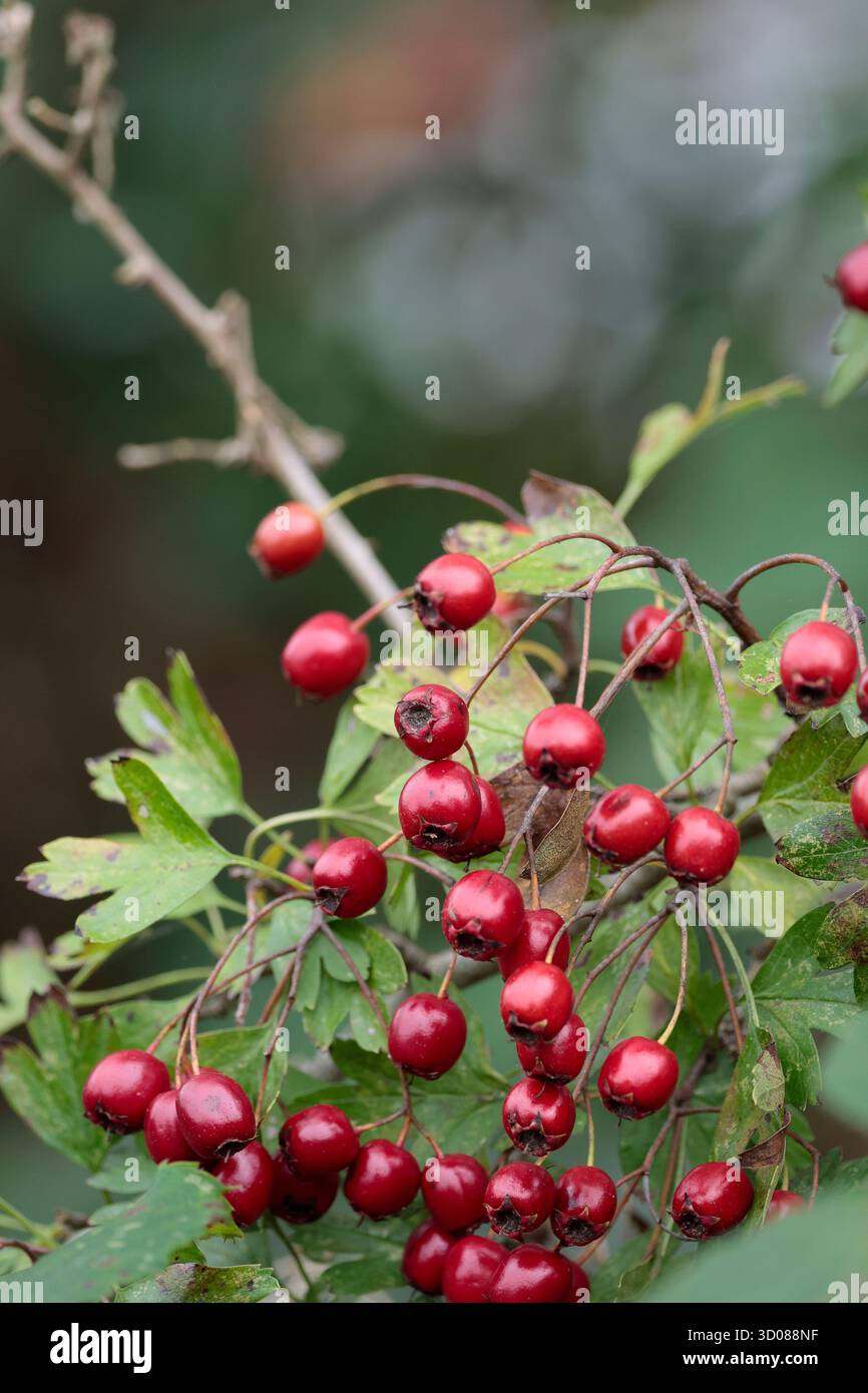 Commonest thorny shrub uk hi-res stock photography and images - Alamy