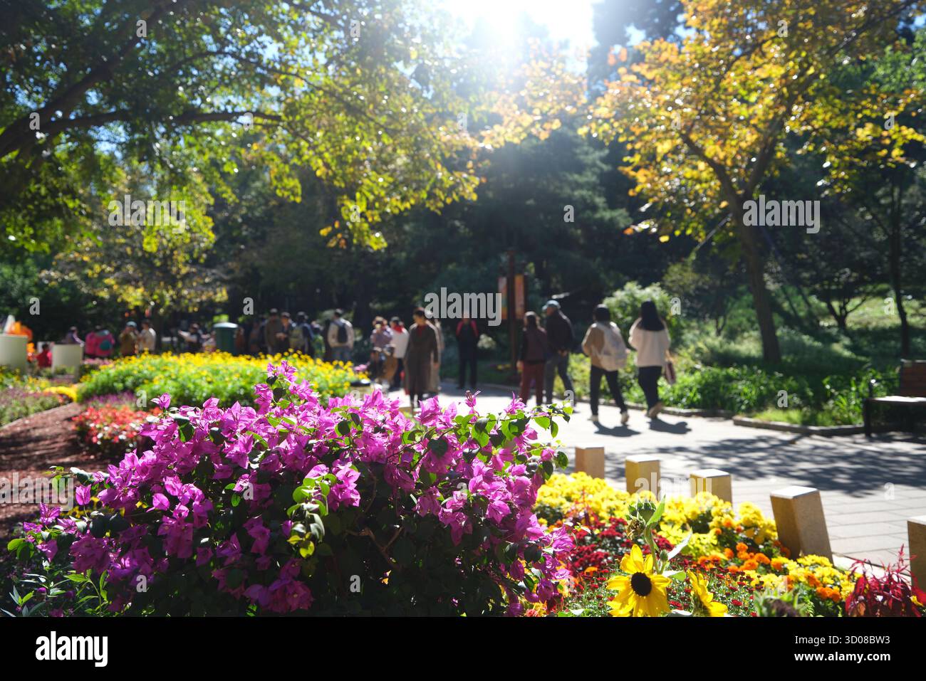 Autmn Beijing Autumn scenery of Xiangshan Park draws tourists, Beijing, China, 19 ...