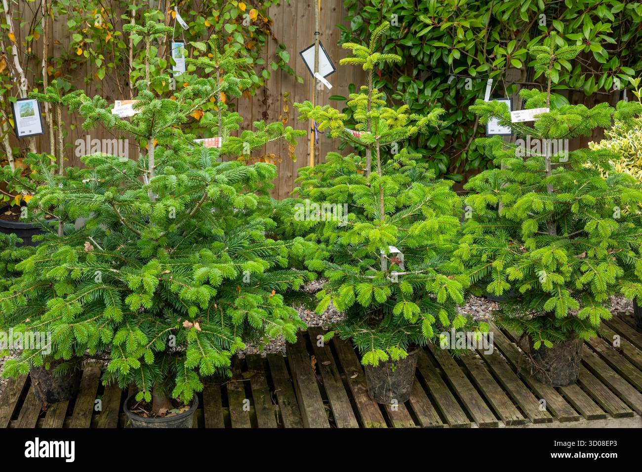 Mappleborough Green Garden Centre Stock Photo