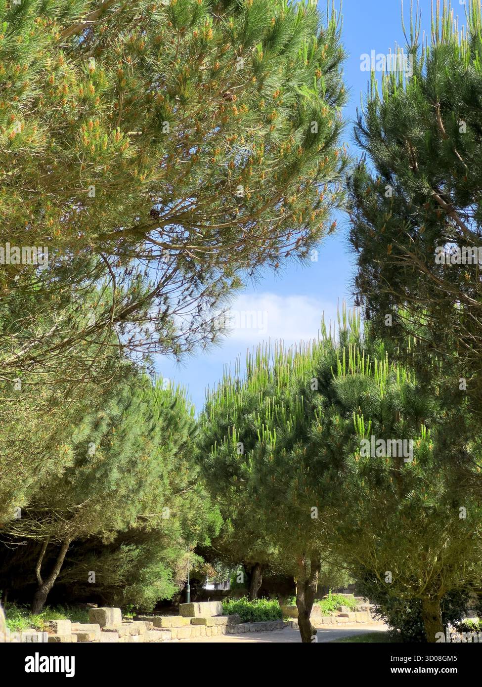 Lush pine trees stand hi-res stock photography and images - Alamy