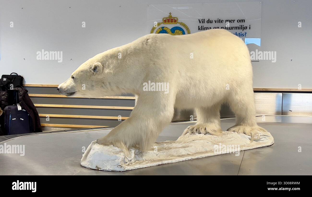 Longyearbyen, Svalbard - Sep 14, 2022: Stuffed polar bear in Svalbard Airport. - Smartphone Captured Stock Image