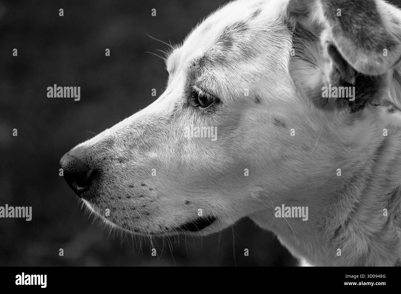 Dogs hair Black and White Stock Photos & Images - Alamy