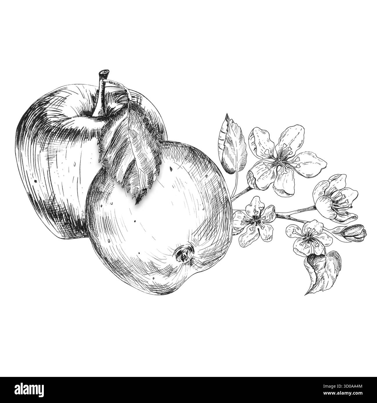 Two ink drawn apples, blooming twig with leaves and blossoms. Black and ...