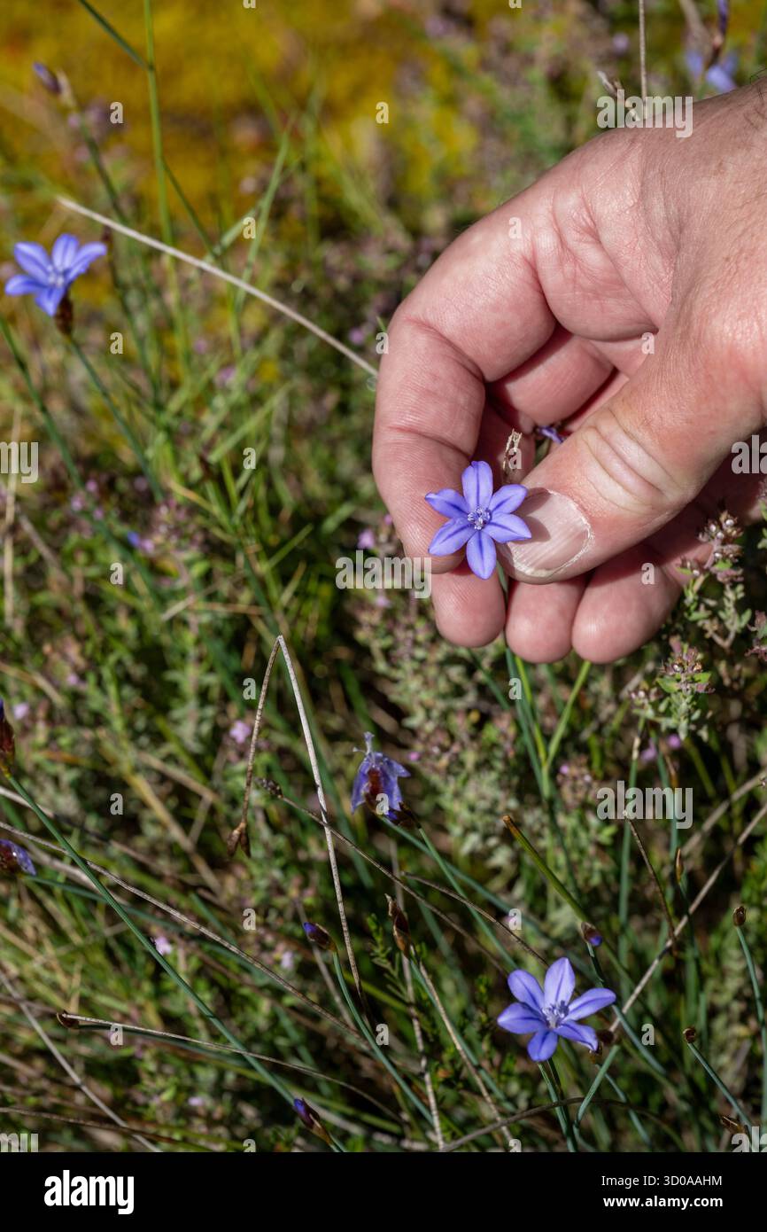France, Vaucluse, Dentelles de Montmirail mountains, Vaison la Romaine, Aphyllanthes monspeliensis Stock Photo