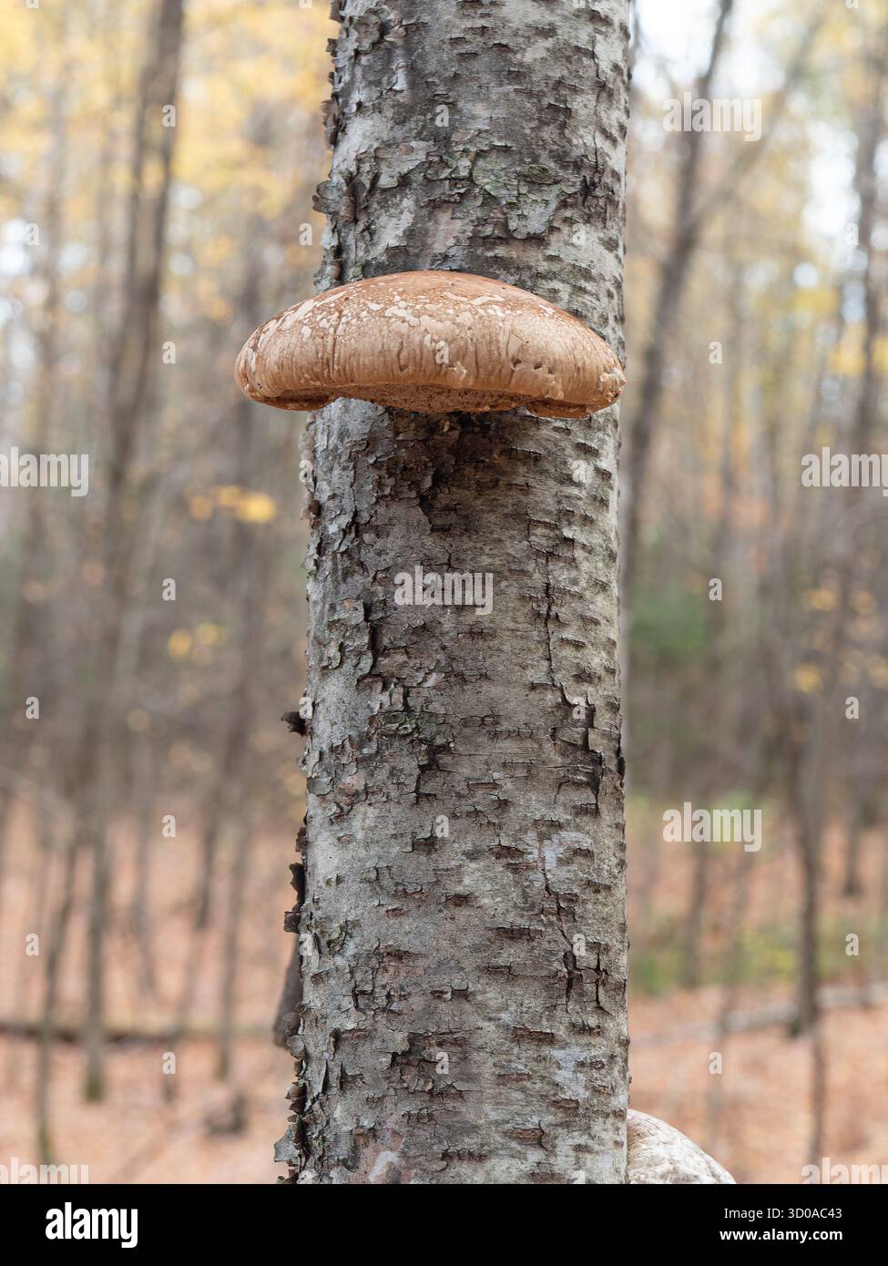 Bracket fungi shelf fungi fungi hi-res stock photography and images - Alamy