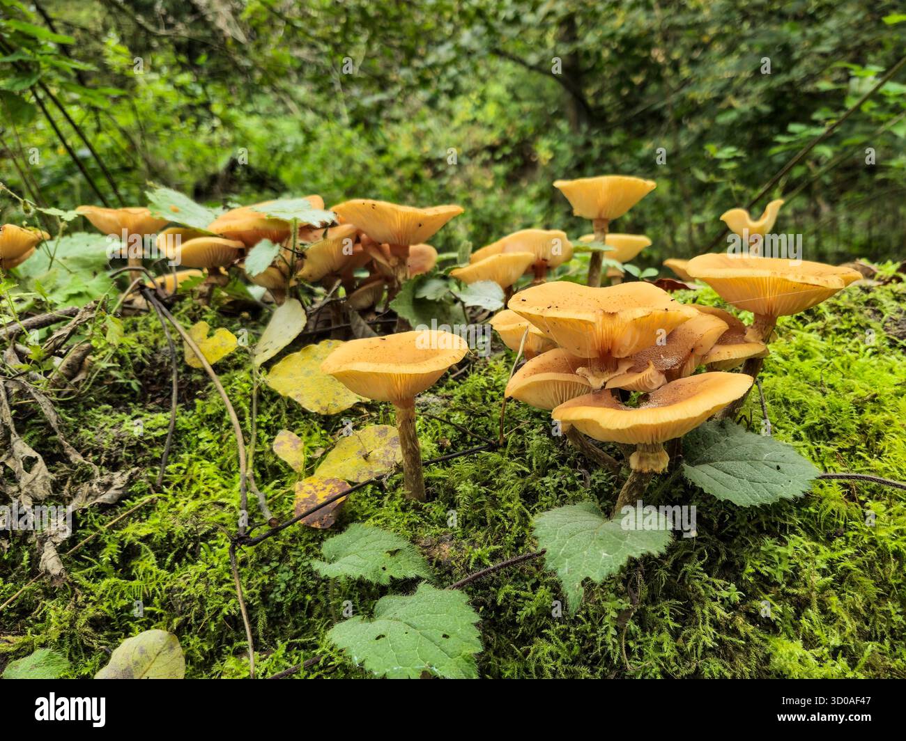 Honey Fungus (Armillaria mellea), a fungi growing on rotting wood in Autumn, England, UK - Smartphone Captured Stock Image