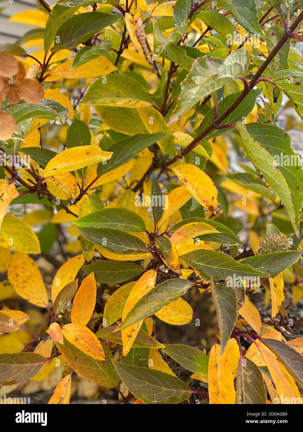 Bush in the garden with vibrant autumn colors yellow and green - Smartphone Captured Stock Image