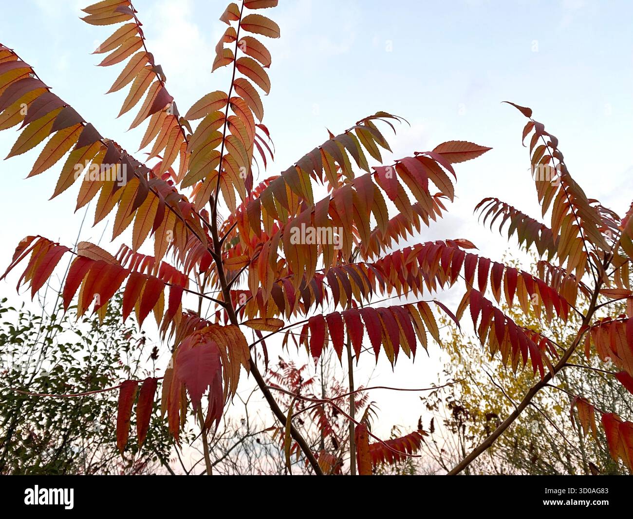 Branch with red leaves in Wisconsin park in October against the sky close to sunset - Smartphone Captured Stock Image