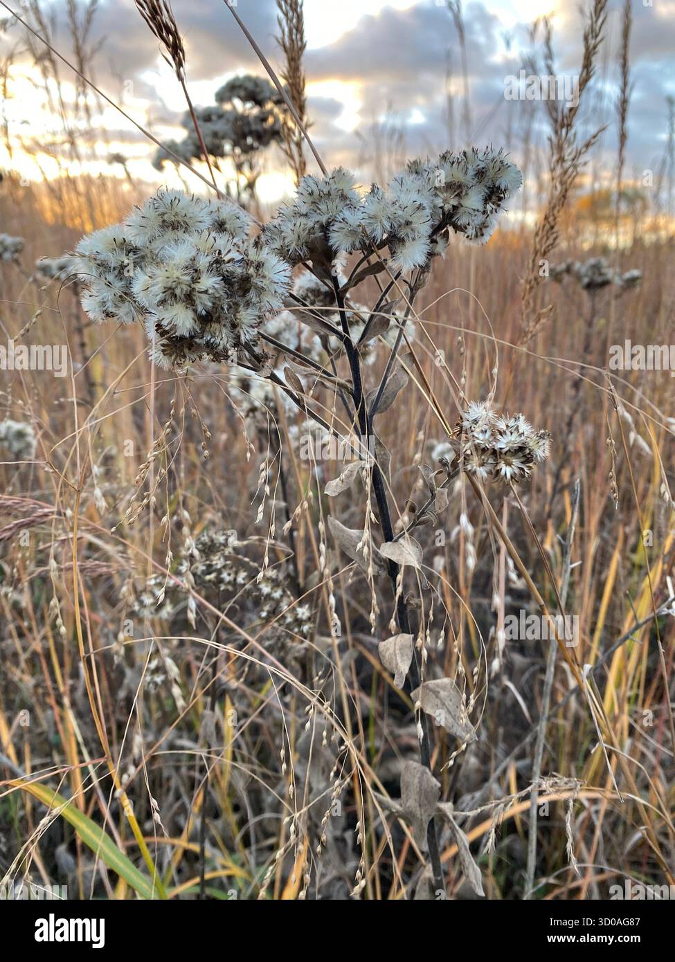Flowering plant in a grassland close to forest's edge in Wisconsin park - Smartphone Captured Stock Image
