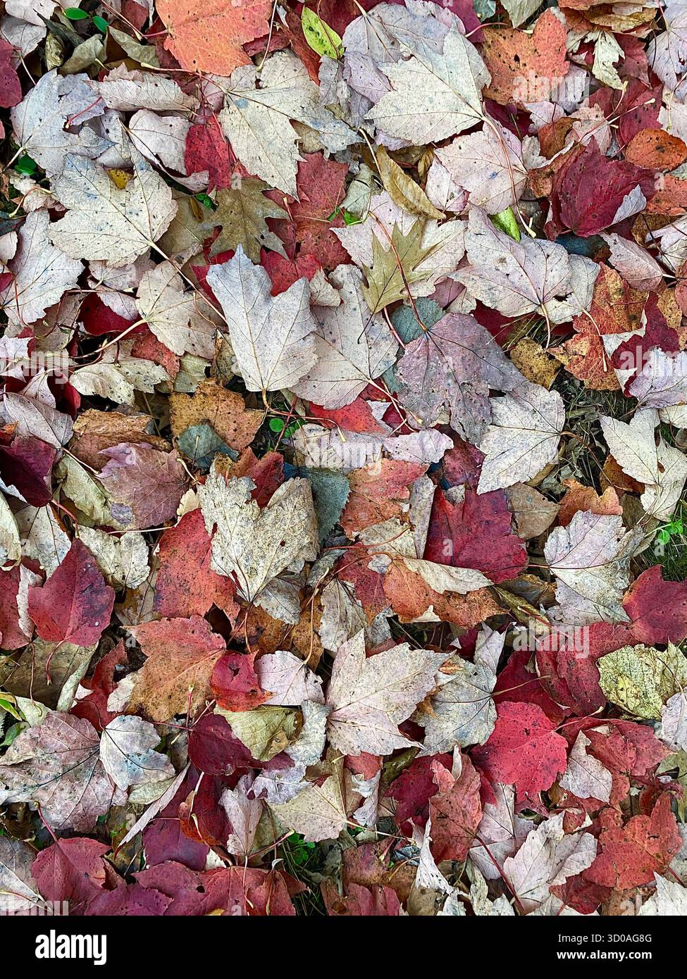 Autumn leaves on the forest ground with maple leaves, red colors in October in Wisconsin, colorful background - Smartphone Captured Stock Image