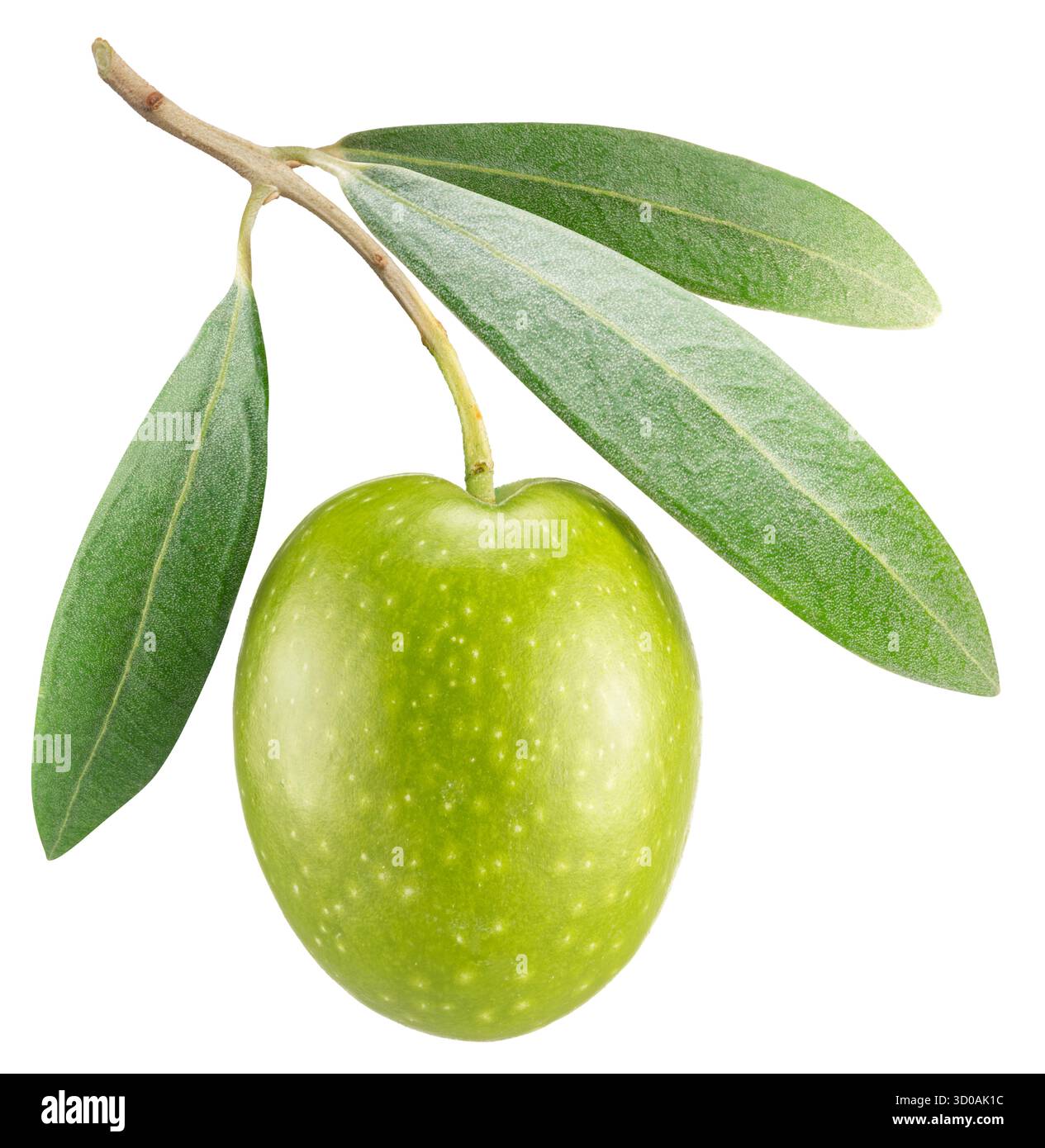 Green olive on olive tree branch with leaves isolated on white ...