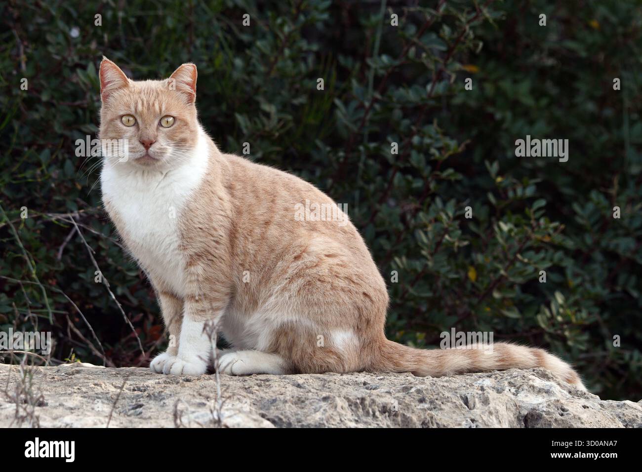 A cat looking at you Stock Photo