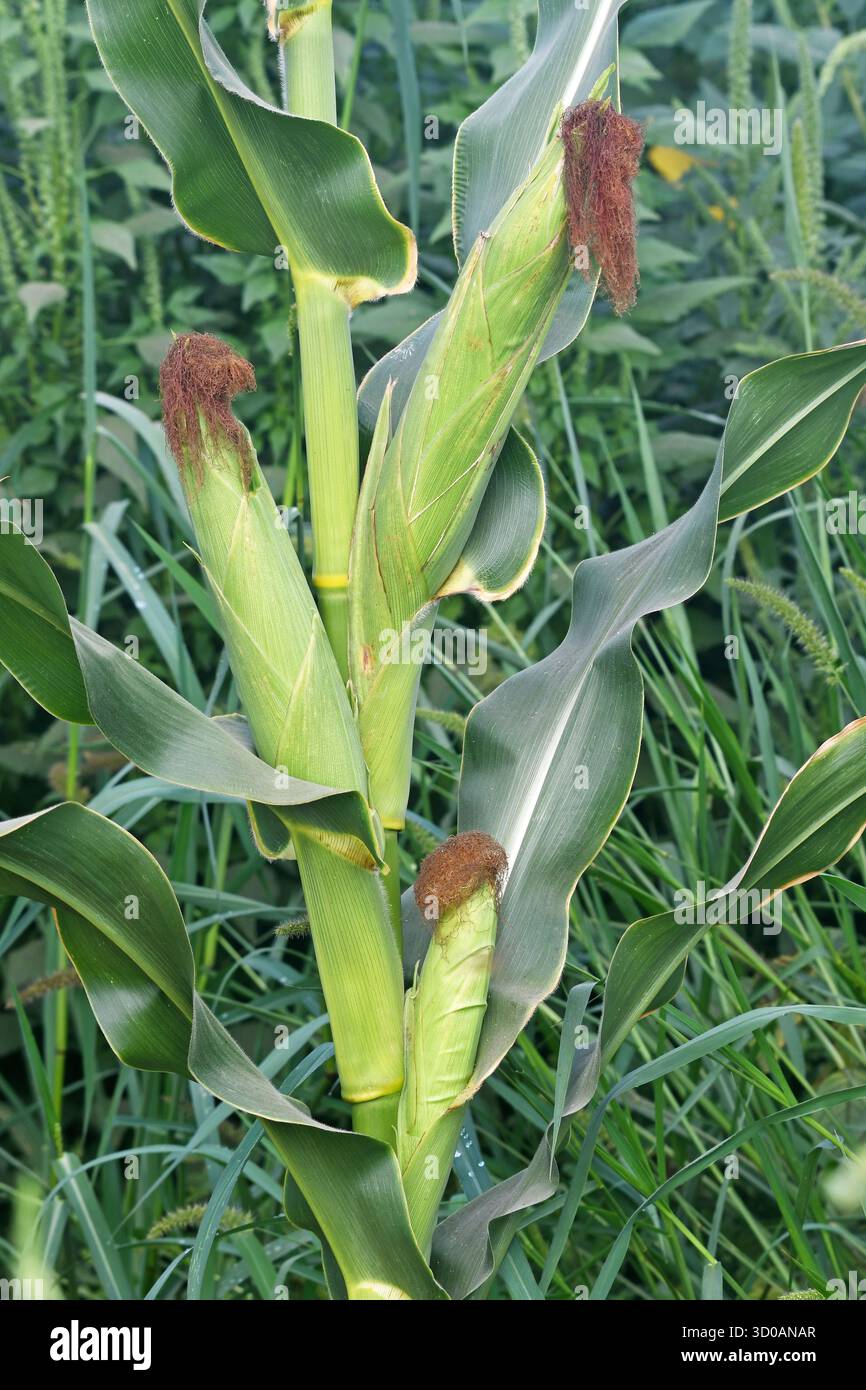 corn cobs in a corn field Stock Photo