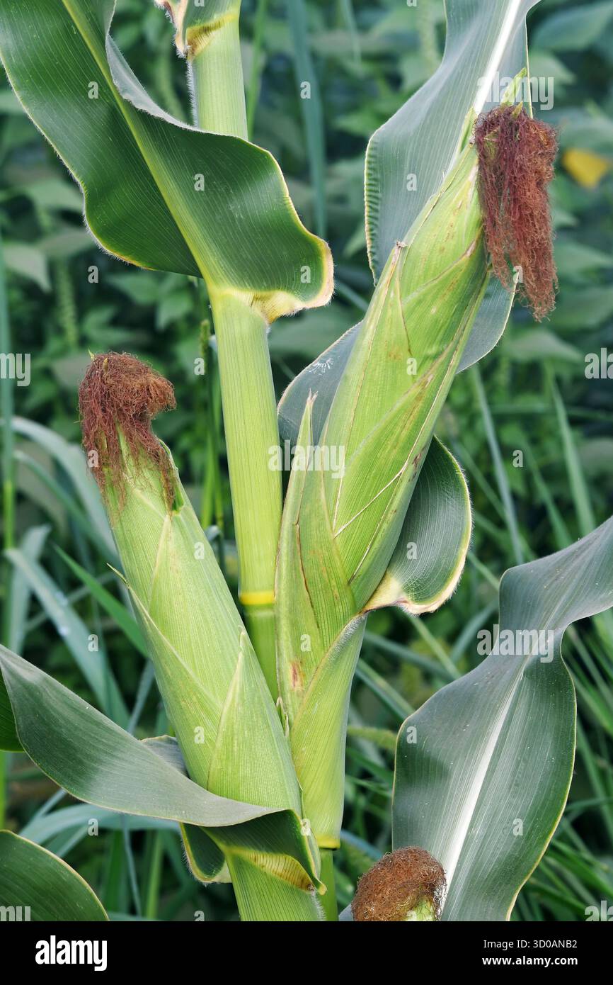 corn cobs in a corn field Stock Photo