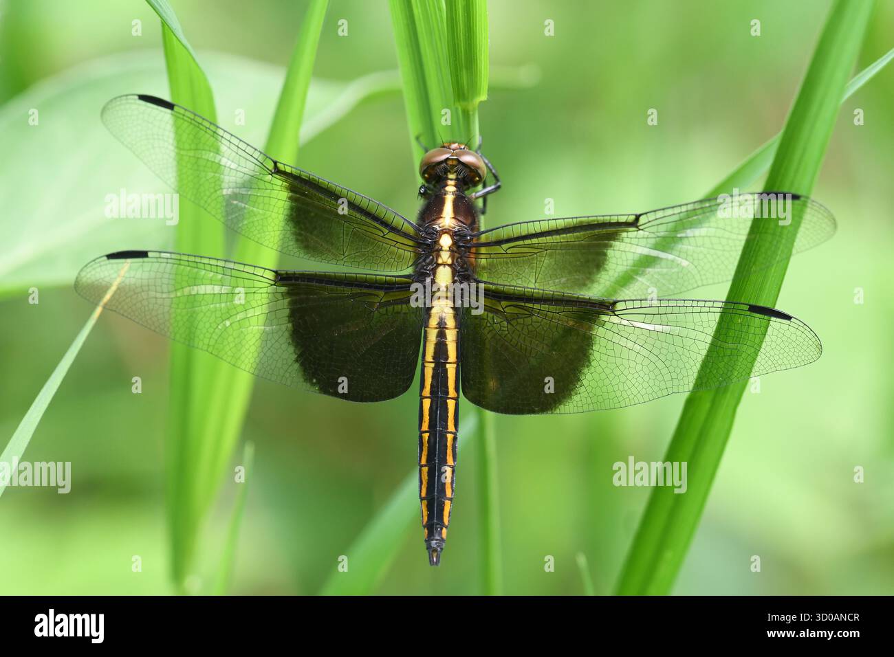 Dragonfly  -Widow Skimmer ,Libellula luctuosa, Ontario, Canada Stock Photo