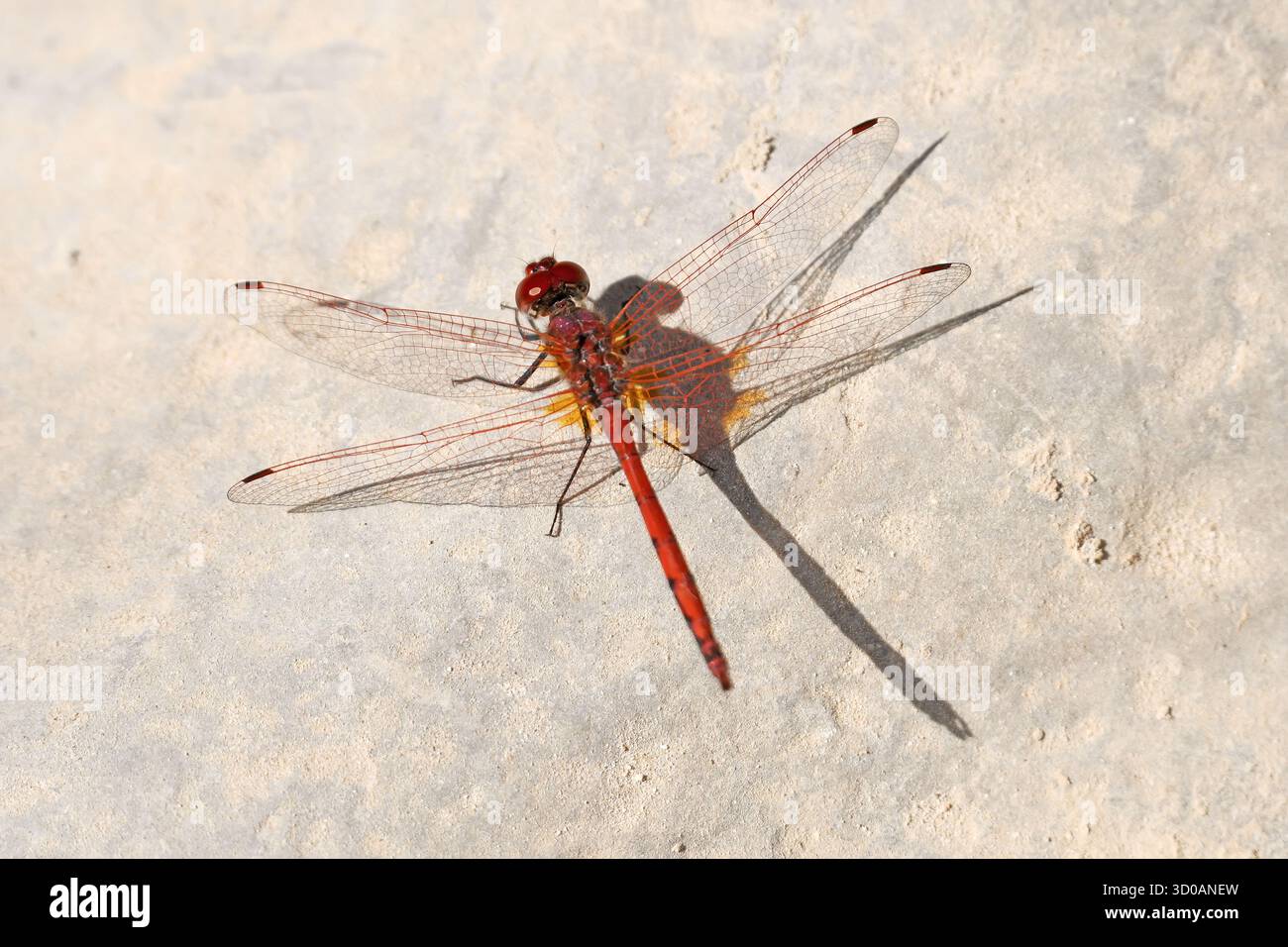 Red dragonfly on white rock Stock Photo