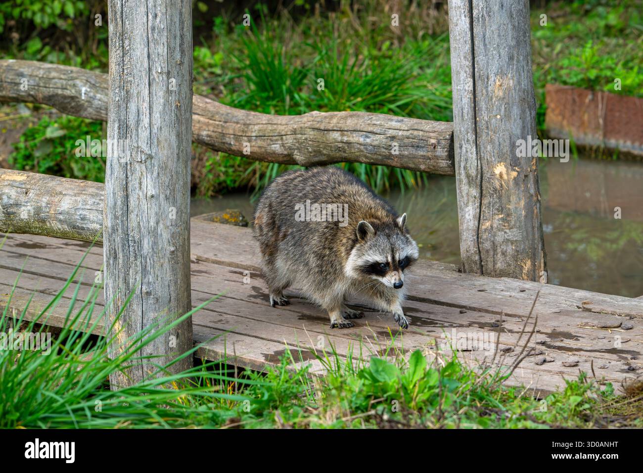 Species Racoon Common raccoon / North American racoon (Procyon lotor) walking over ...