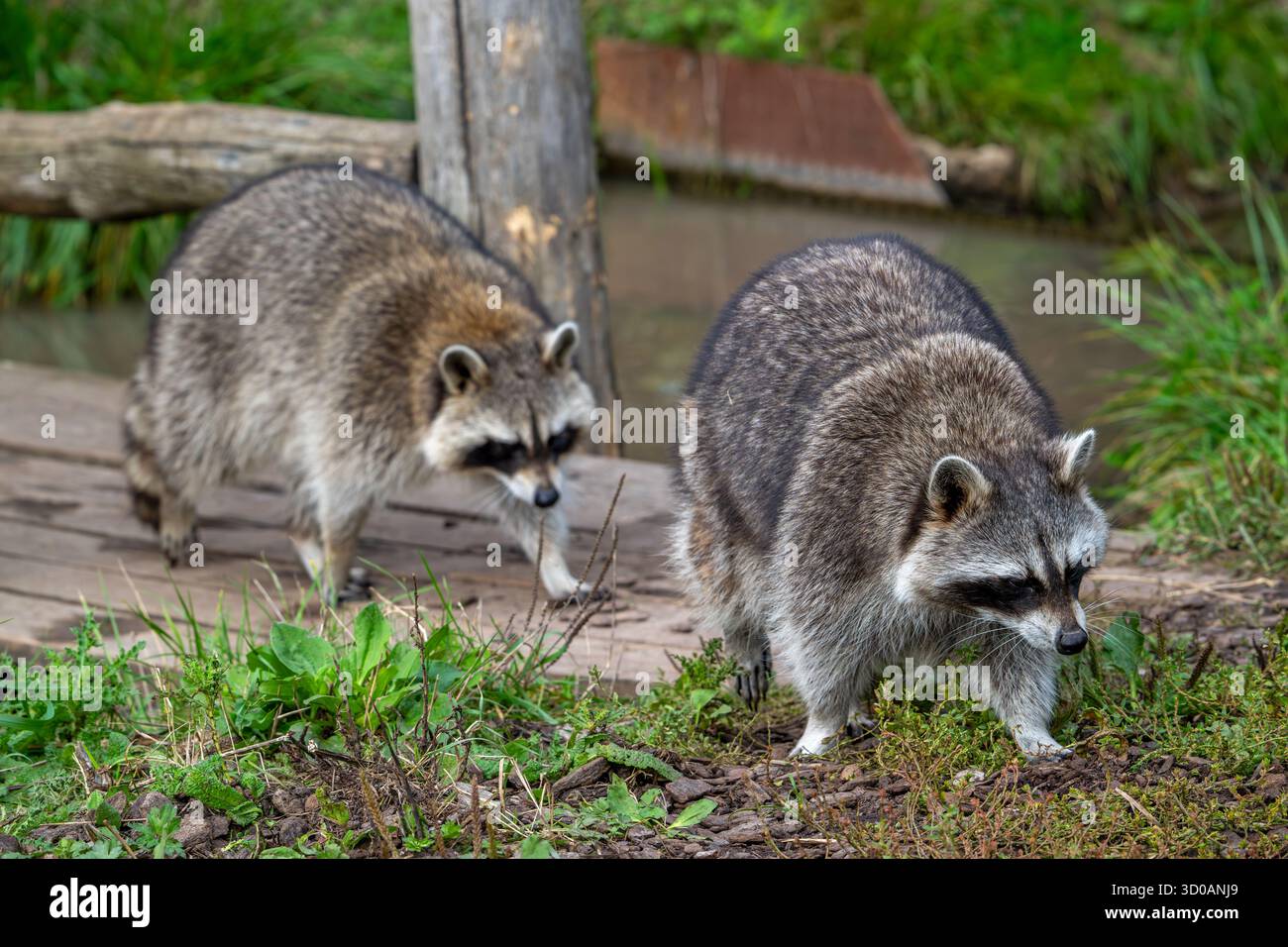Different Racoons Two common raccoons / North American racoons (Procyon lotor) walking ...