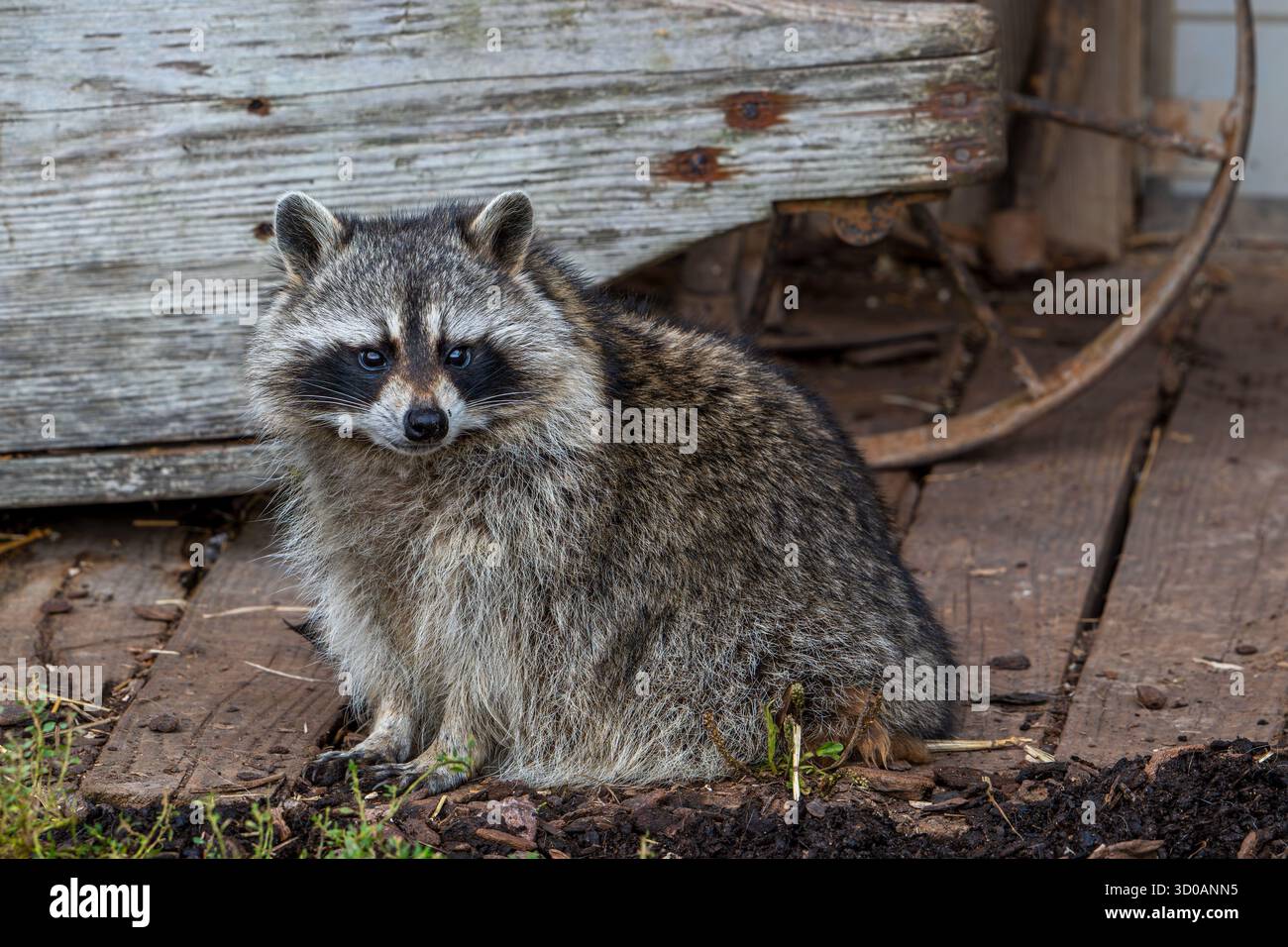 Species Racoon Common raccoon / North American racoon (Procyon lotor) in front of ...