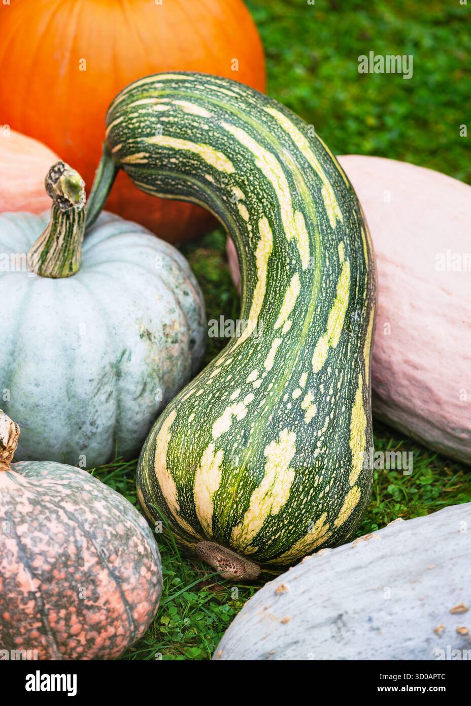 Naples Long Squash (Cucurbita moschata) in outdoor arrangement of pumpkins, its long curved body and striped green skin Stock Photo