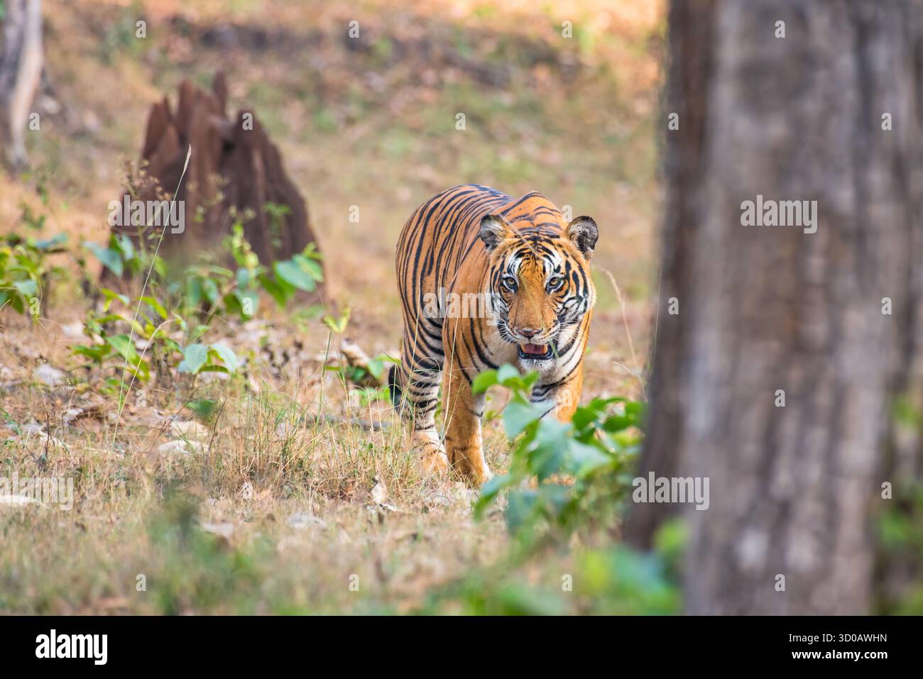 Royal Bengal Tiger Walking in Forest Stock Photo