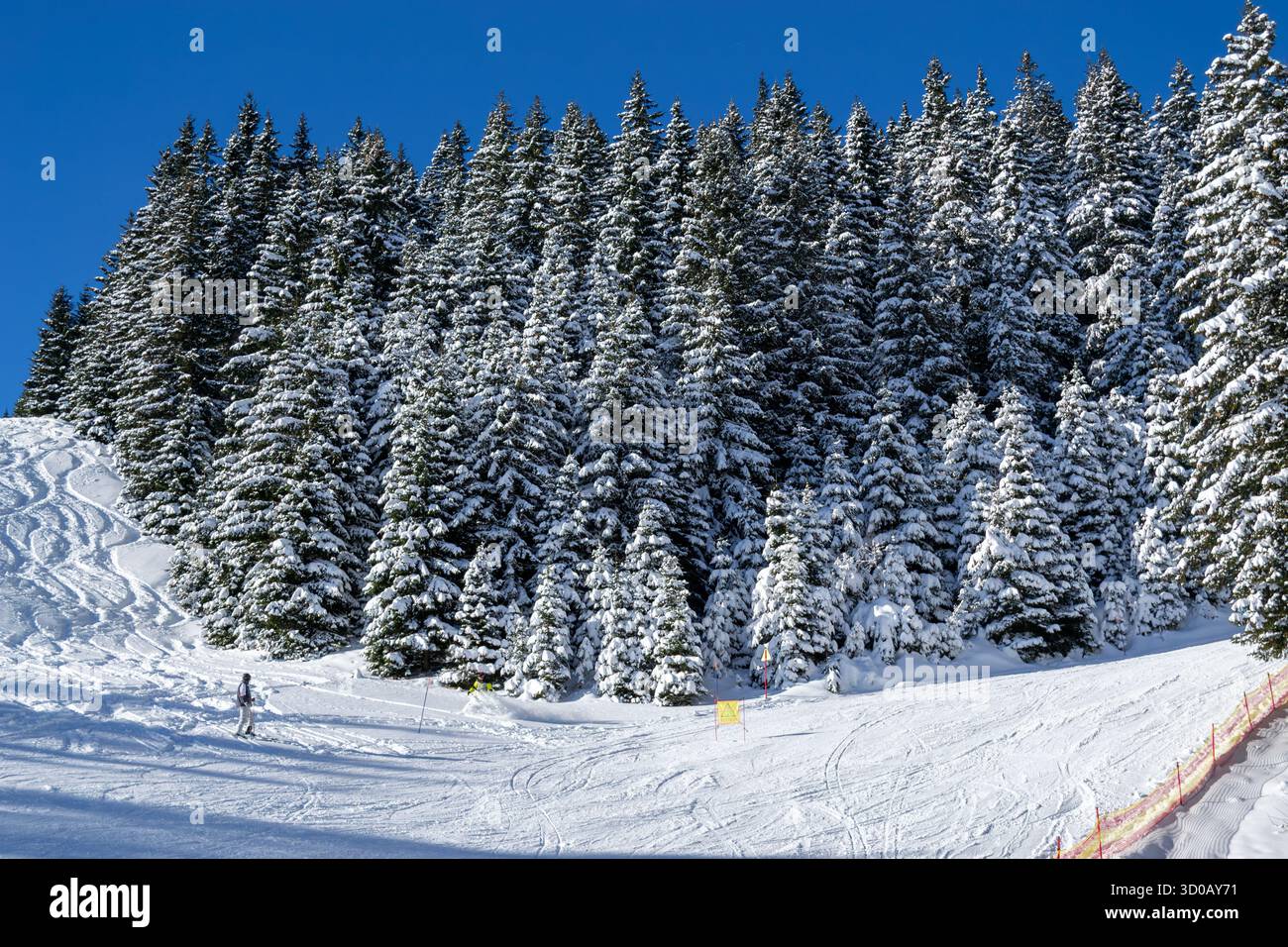 Snowy pine forest on mountain slope under clear blue sky. Winter landscape with ski tracks and bright sunshine Stock Photo