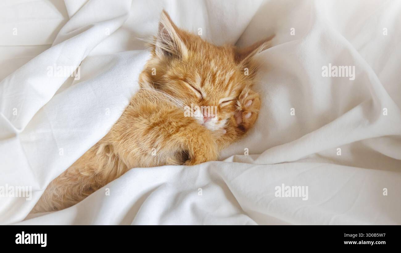 Sleeping fluffy ginger kitten in a white blanket Stock Photo