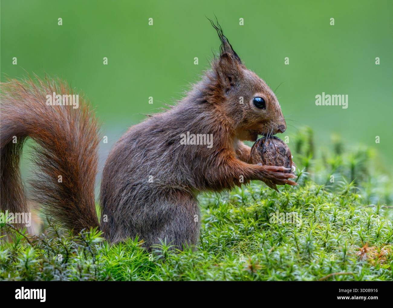 Red squirrel (Sciurus vulgaris) holding a walnut while sitting on green moss Stock Photo