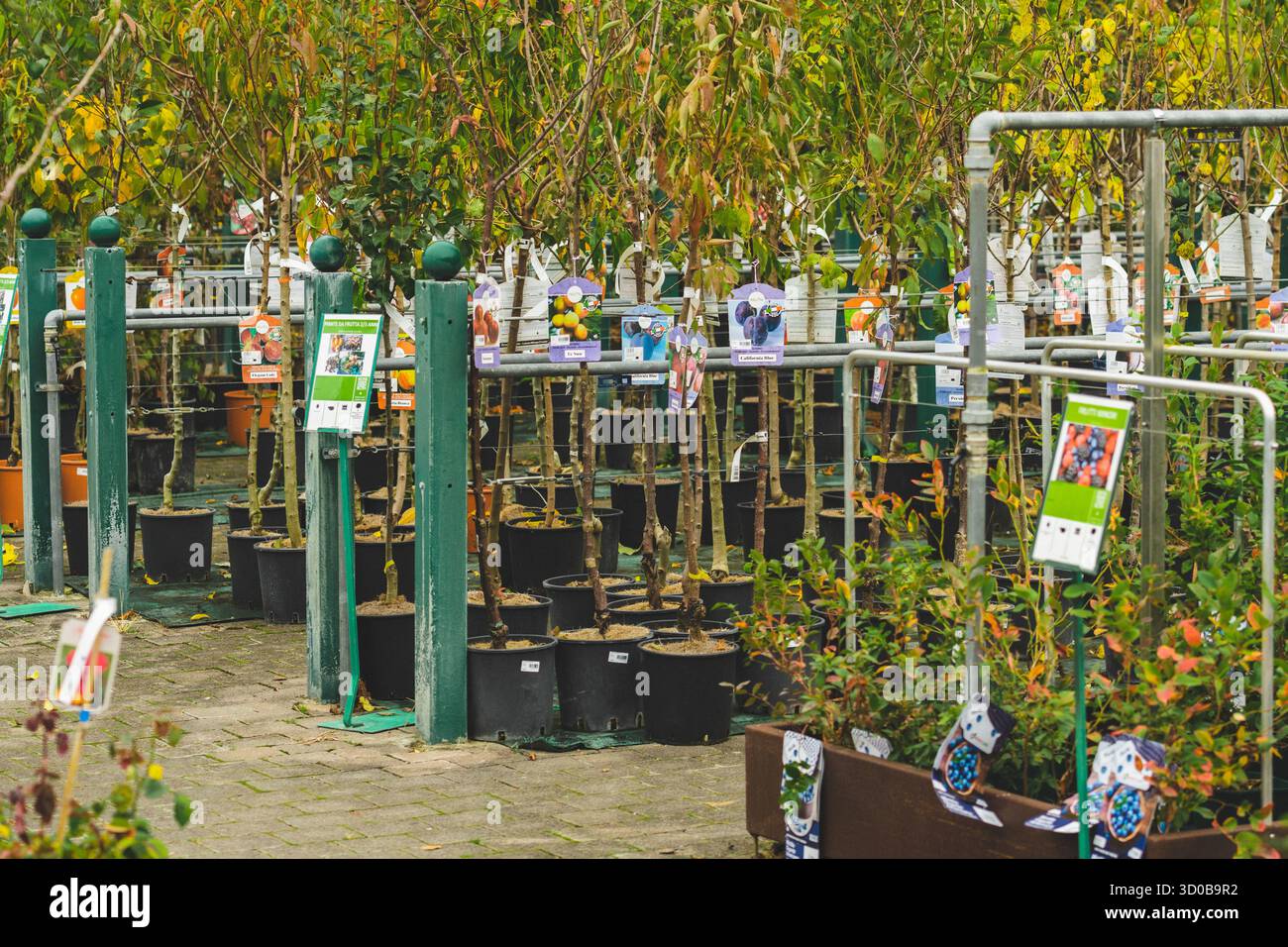Nursery or garden center featuring rows of young plants and flowers ...