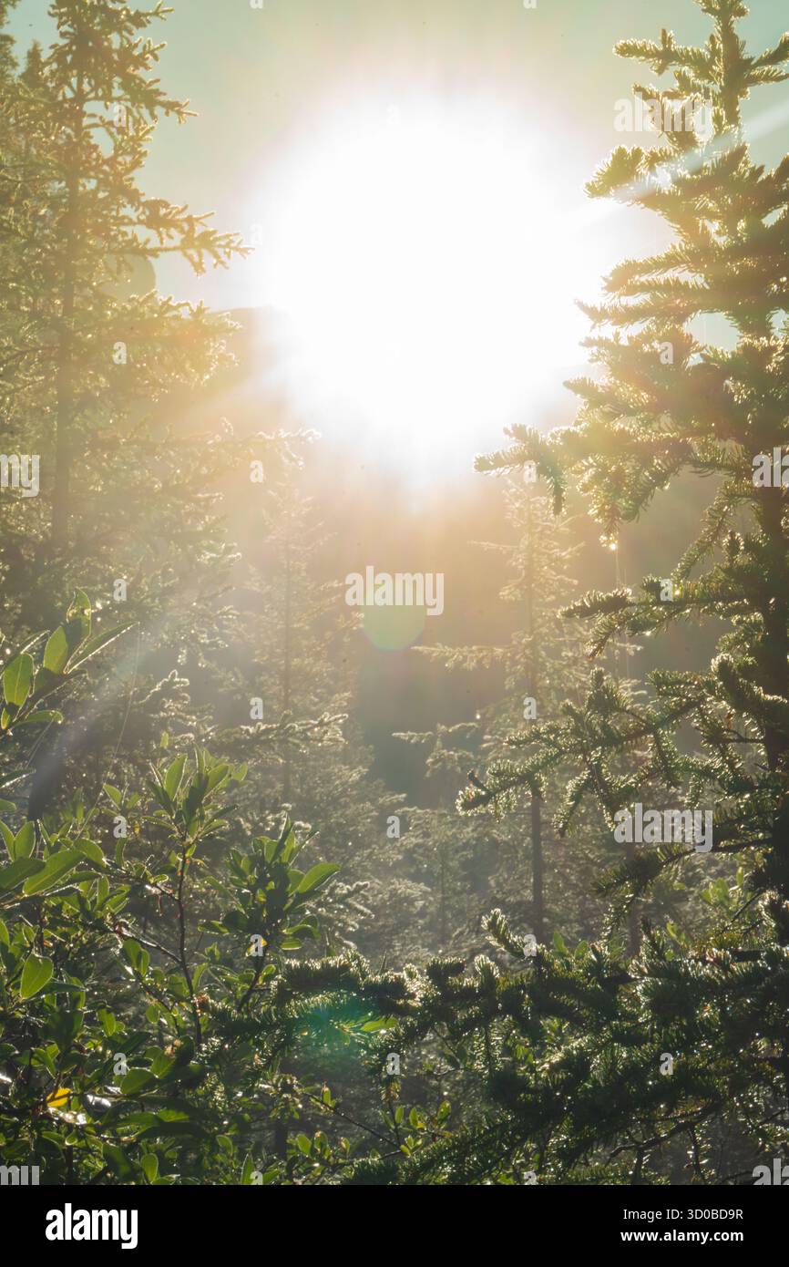 Sunlight filtering through forest canopy hi-res stock photography and ...
