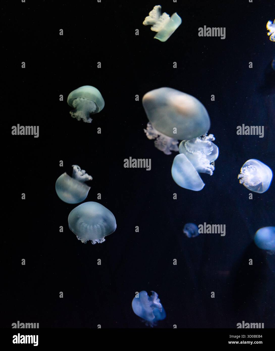glowing blue jellyfish on a black background Stock Photo - Alamy