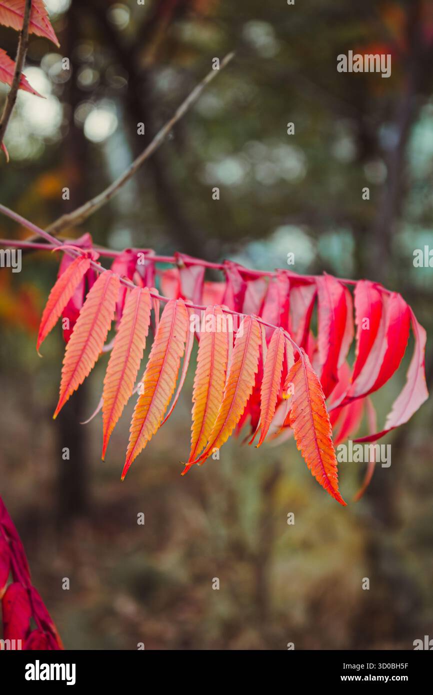 Red Rhus Tree Fragment of the Rhus typhina bush, also known as sumac with bright red ...