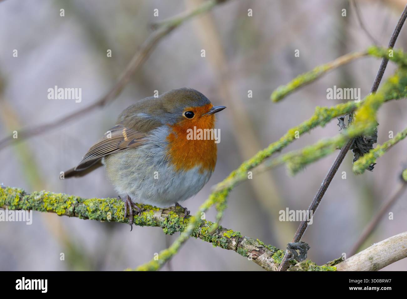 Robin perched on a lichen covered twig. Stock Photo