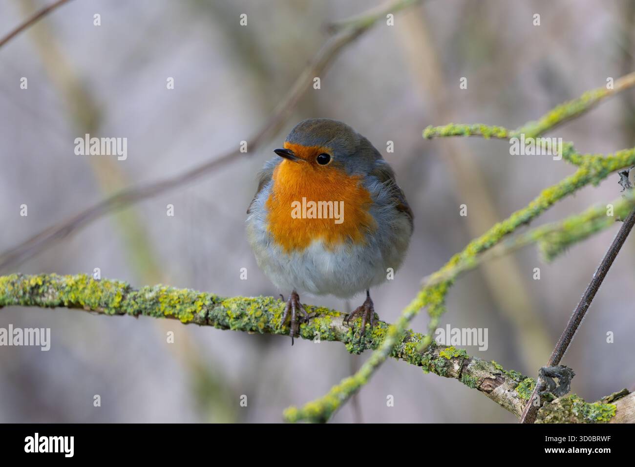 Robin perched on a lichen covered twig. Stock Photo