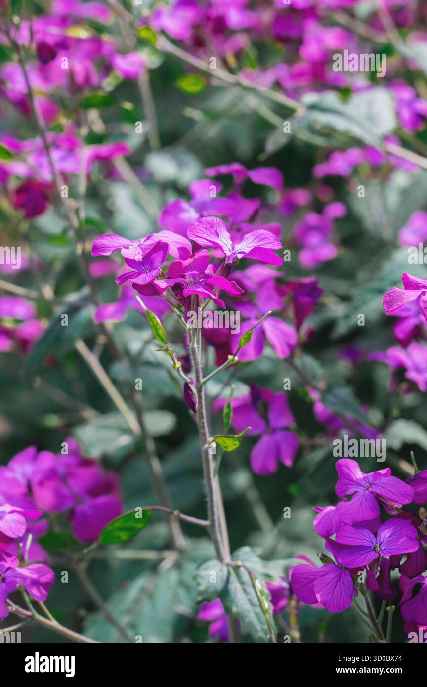 Annual honesty plants hi-res stock photography and images - Alamy