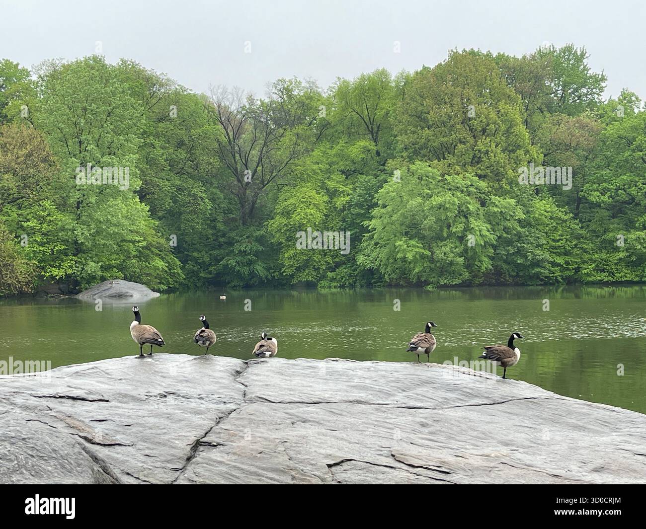 Birds and the mirror-like waters of The Lake, Central Park, NYC — nature’s reflection in the heart of the city. - Smartphone Captured Stock Image