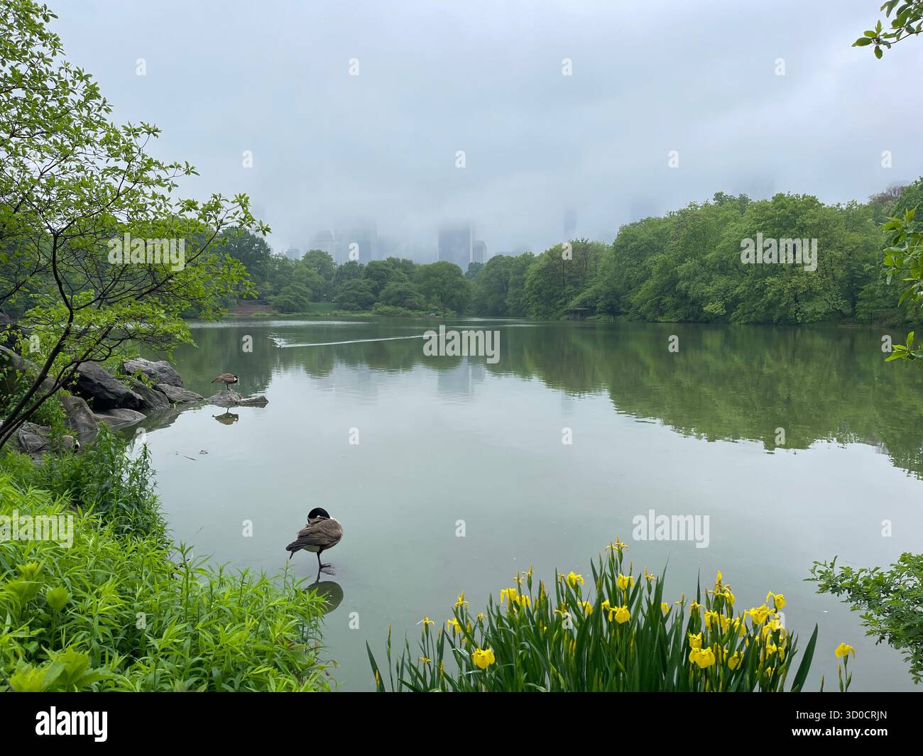 Birds and the mirror-like waters of The Lake, Central Park, NYC — nature’s reflection in the heart of the city. - Smartphone Captured Stock Image
