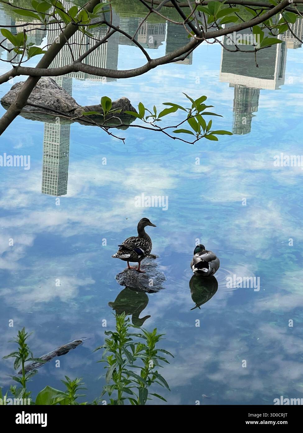 Birds and the mirror-like waters of The Lake, Central Park, NYC — nature’s reflection in the heart of the city. - Smartphone Captured Stock Image