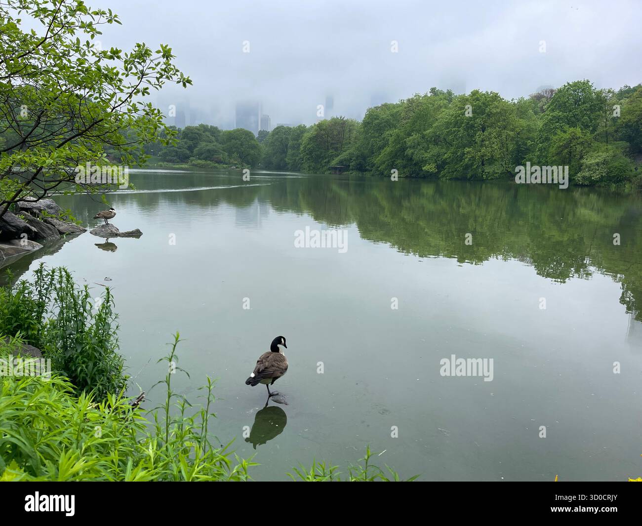 Birds and the mirror-like waters of The Lake, Central Park, NYC — nature’s reflection in the heart of the city. - Smartphone Captured Stock Image