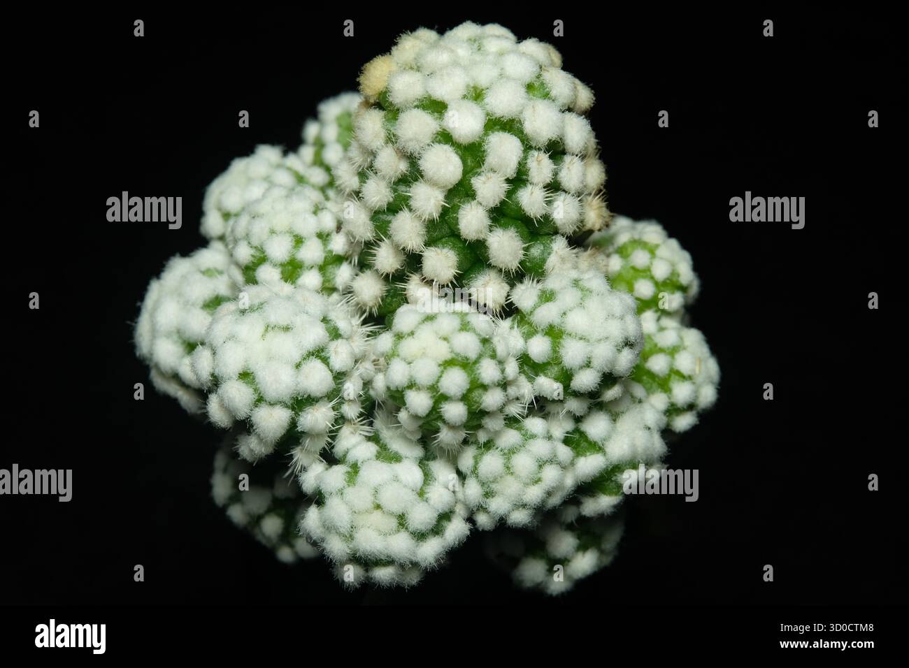 Mammillaria humboldtii hi-res stock photography and images - Alamy