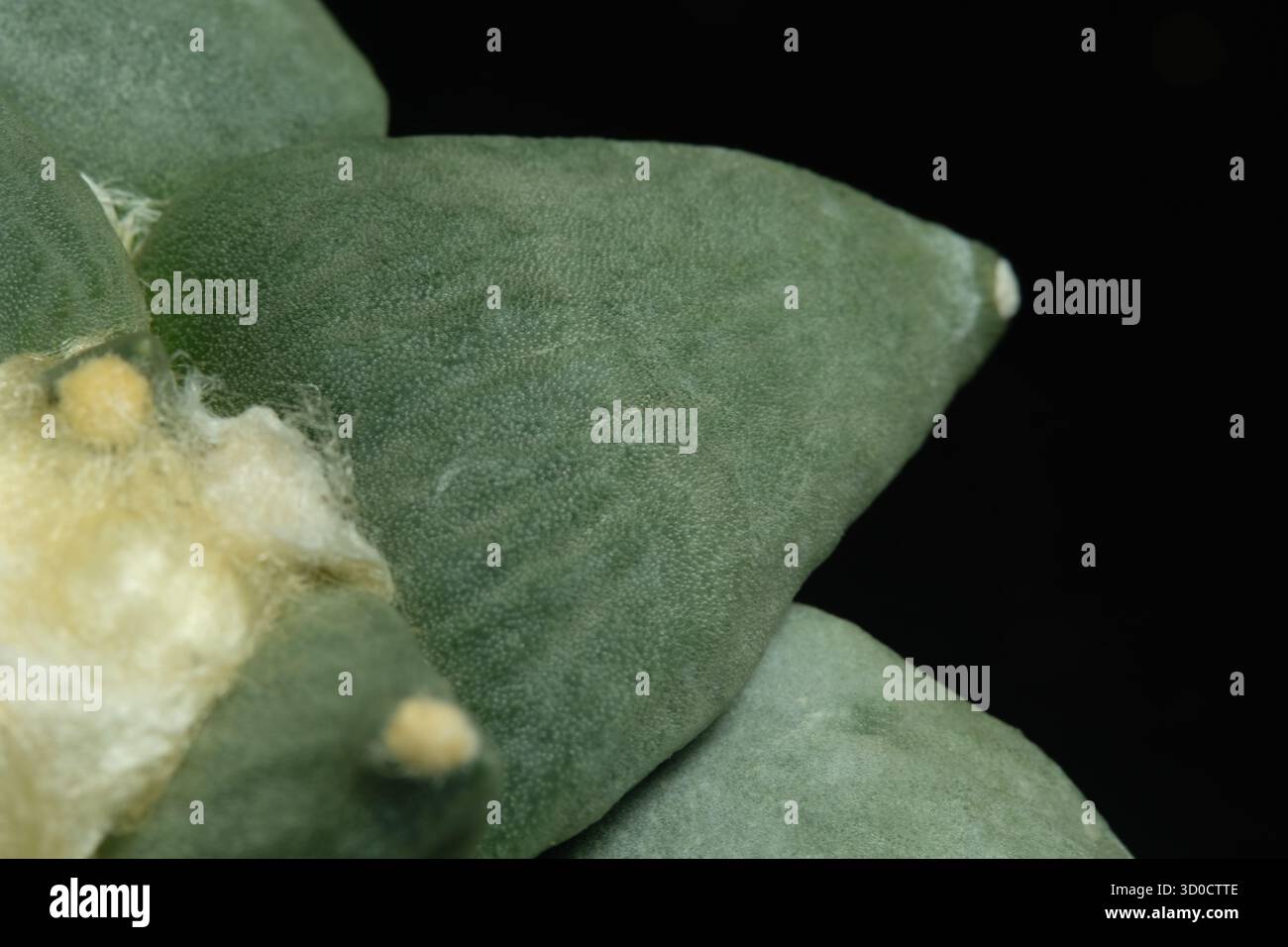 Close up tubercles of Ariocarpus retusus cv. Cauliflower hybrid cactus ...
