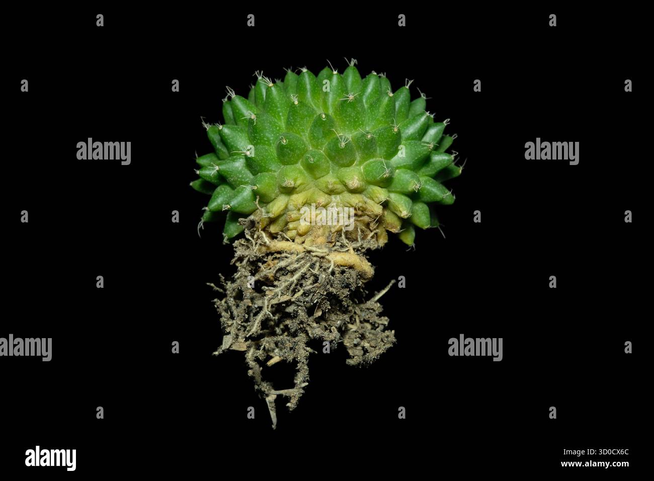 makoyana Calathea makoyana main image 0